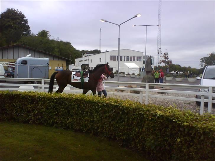 Fuldblod (XX) SIR SPENCER <3 - I paddocken inden løbet i Aarhus. billede 17