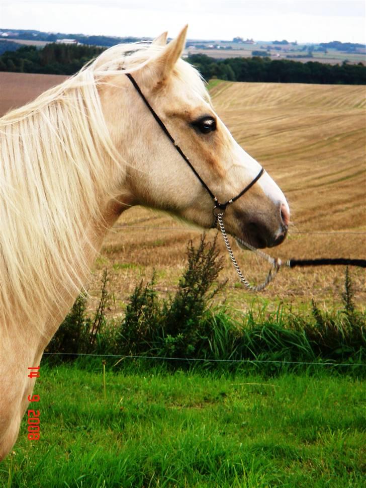 Palomino Nathalie"solgt d.12/9-10" billede 17