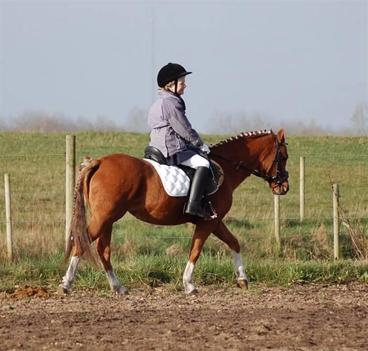 Welsh Mountain (sec A) Lady solgt :'( - kærbo 2008 super fun <33 billede 8