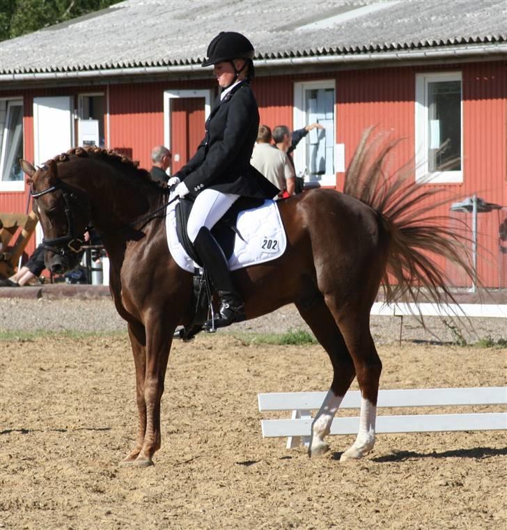 Tysk Sportspony Dancer 94 - Parade Fotograf; Ukendt billede 11