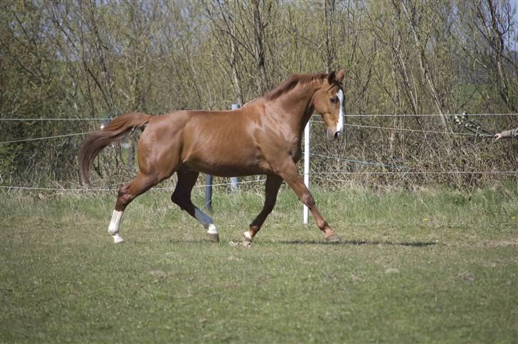 Dansk Varmblod Relando billede 1