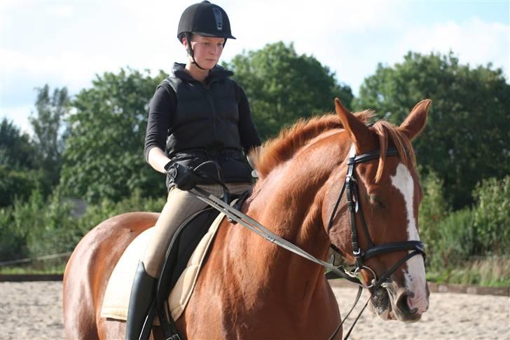 Dansk Varmblod Relando billede 3