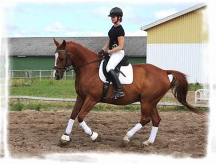 Dansk Varmblod Relando billede 4