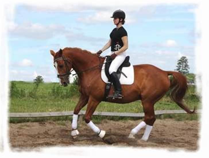 Dansk Varmblod Relando billede 5