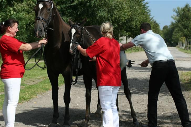 Dansk Varmblod Passoa Ace billede 7