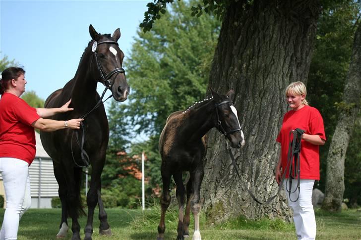 Dansk Varmblod Passoa Ace billede 8