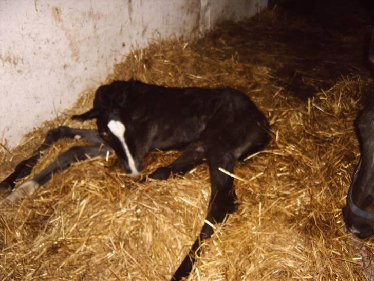 Dansk Varmblod Passoa Ace billede 9