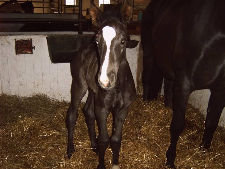 Dansk Varmblod Passoa Ace billede 10