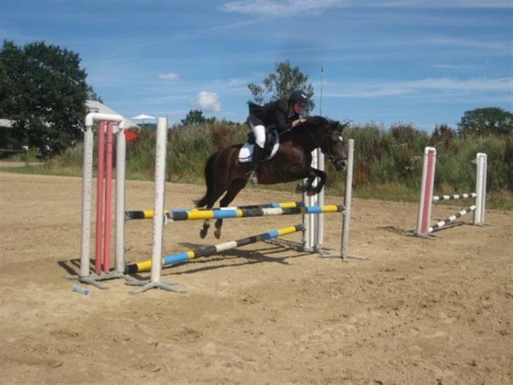 New Forest Shakira - SOLGT billede 12