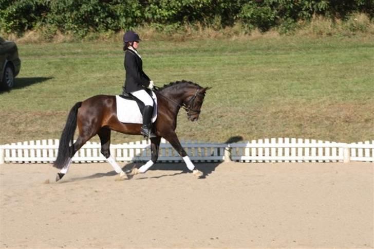 New Forest Shakira - SOLGT billede 14