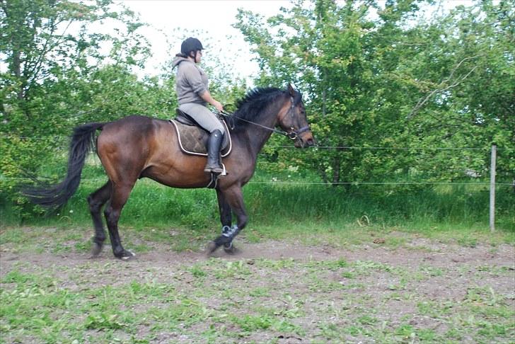 Dansk Varmblod Ellemosens Cobra Fortuna - Dejlig dreng, men ikke altid den nemmeste at ride :P billede 17