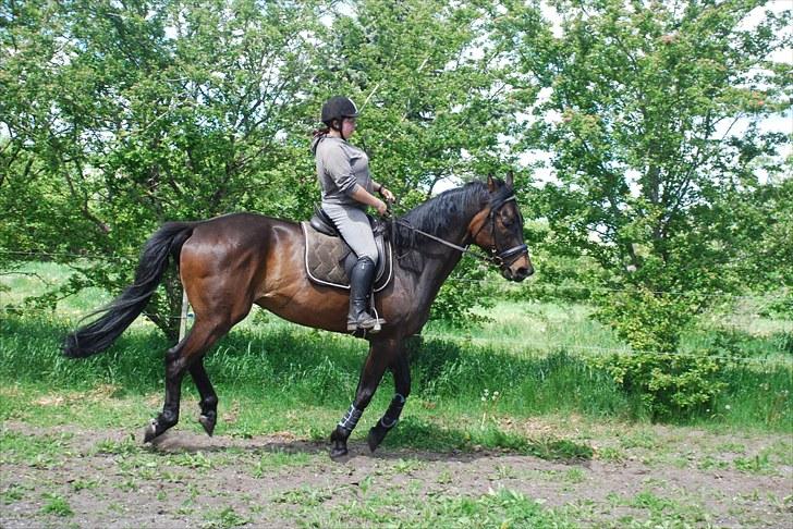 Dansk Varmblod Ellemosens Cobra Fortuna - Skønne hest :D så mangler vi bare at jeg lærer at ride på dig også ;) billede 18