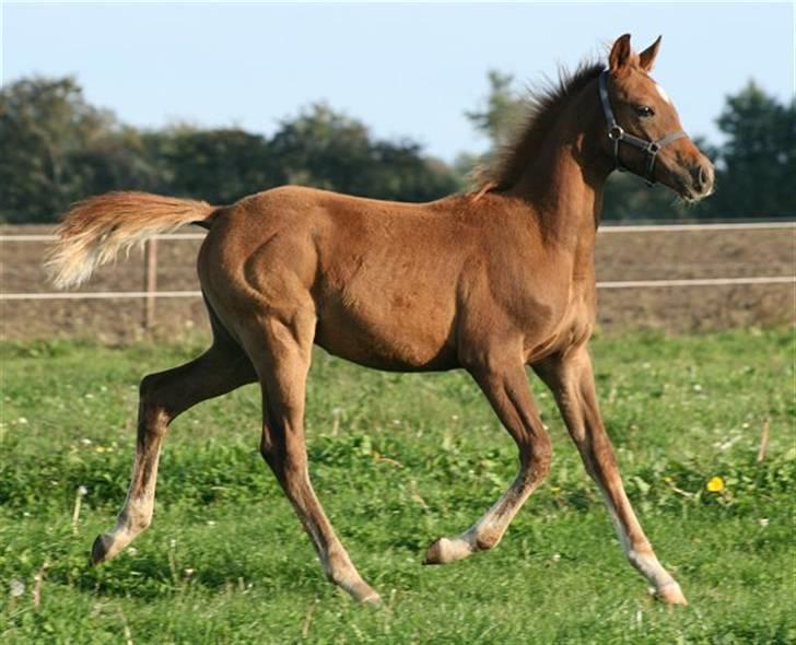 Anden særlig race Sweet Marquis r.i.p? billede 10