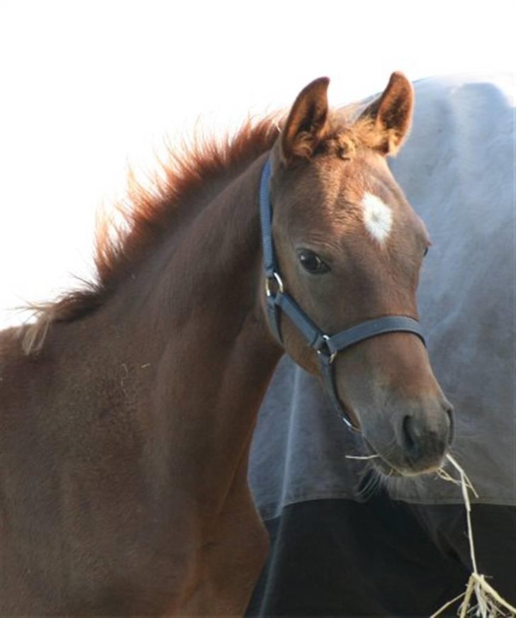 Anden særlig race Sweet Marquis r.i.p? billede 11