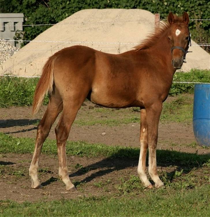 Anden særlig race Sweet Marquis r.i.p? billede 13