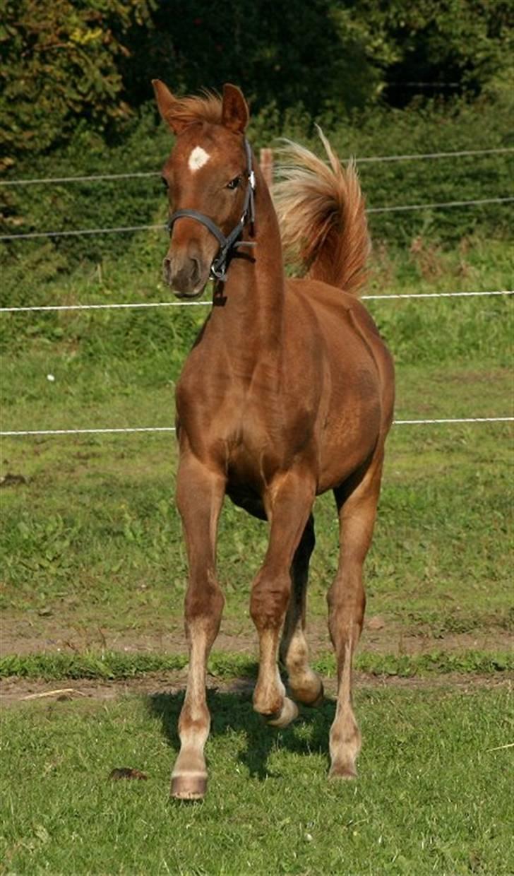 Anden særlig race Sweet Marquis r.i.p? billede 14