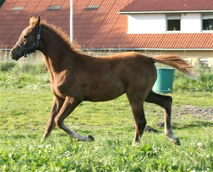 Anden særlig race Sweet Marquis r.i.p? billede 15