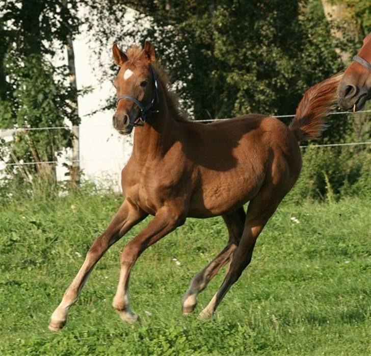 Anden særlig race Sweet Marquis r.i.p? billede 16