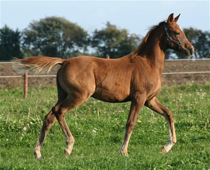 Anden særlig race Sweet Marquis r.i.p? billede 17