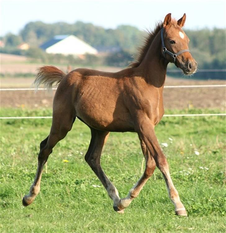 Anden særlig race Sweet Marquis r.i.p? billede 18