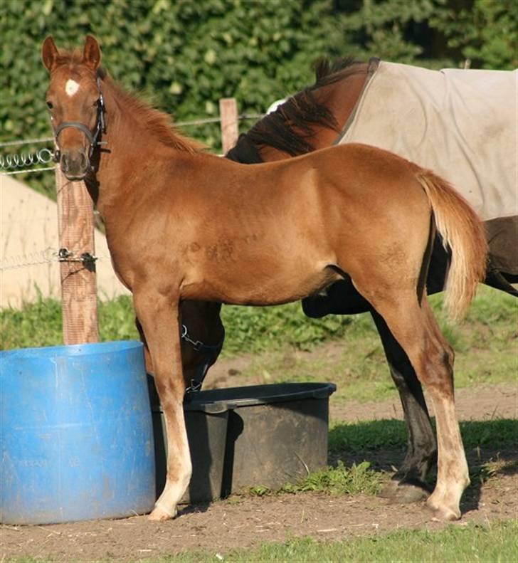 Anden særlig race Sweet Marquis r.i.p? billede 19