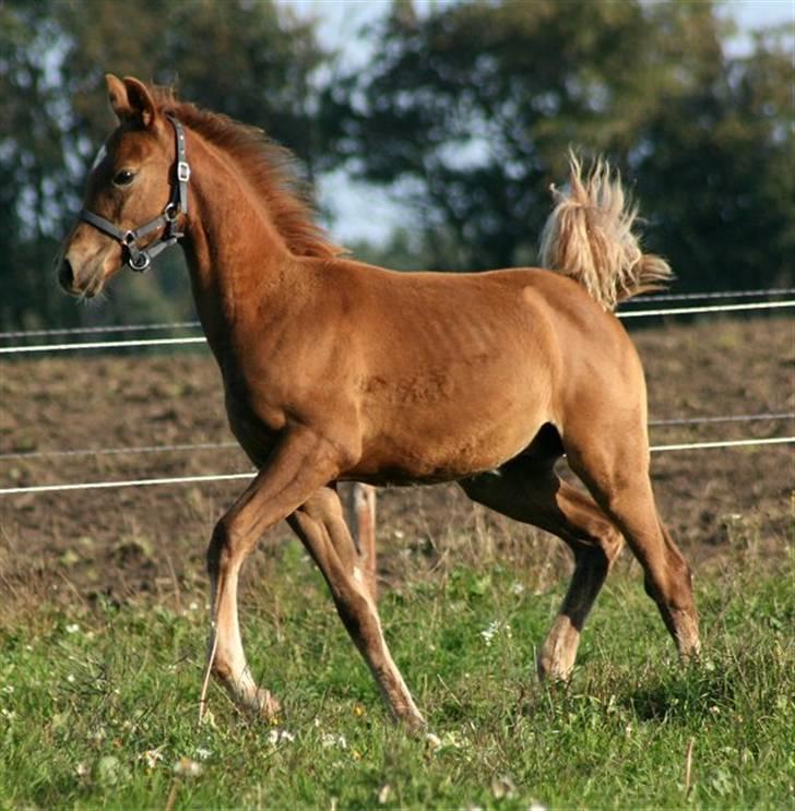 Anden særlig race Sweet Marquis r.i.p? billede 20