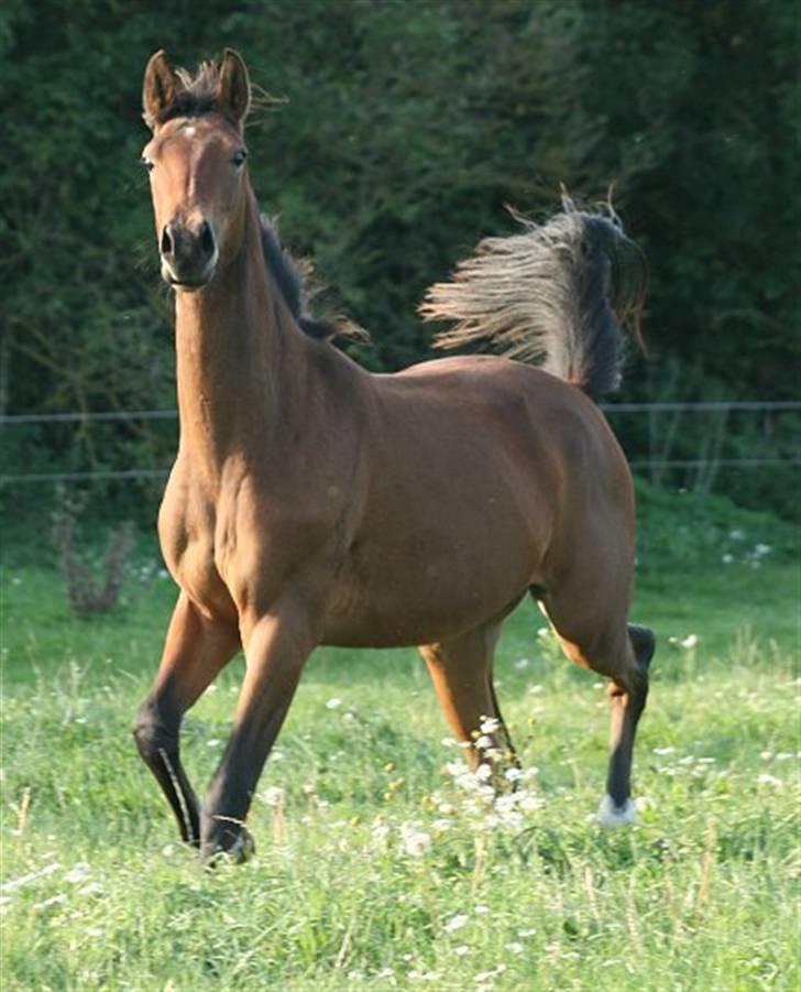 Pinto Sweet Monique -solgt billede 11