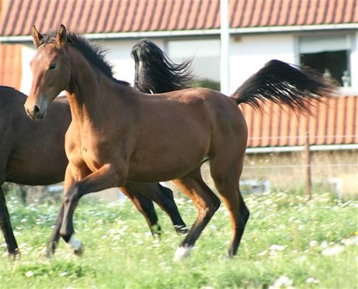 Pinto Sweet Monique -solgt billede 12