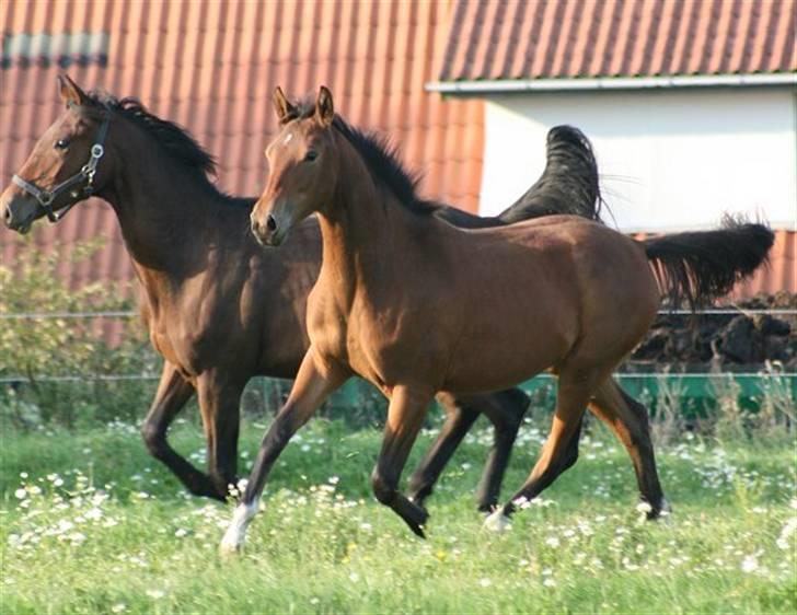 Pinto Sweet Monique -solgt billede 13