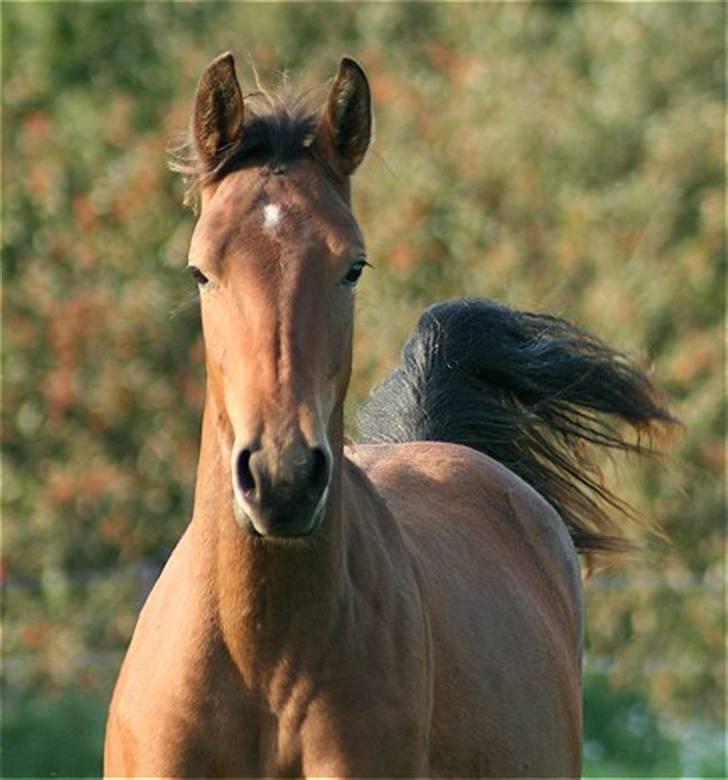 Pinto Sweet Monique -solgt billede 14