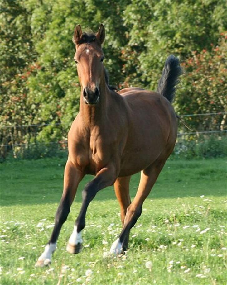 Pinto Sweet Monique -solgt billede 17