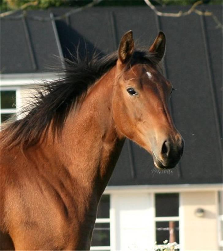 Pinto Sweet Monique -solgt billede 18