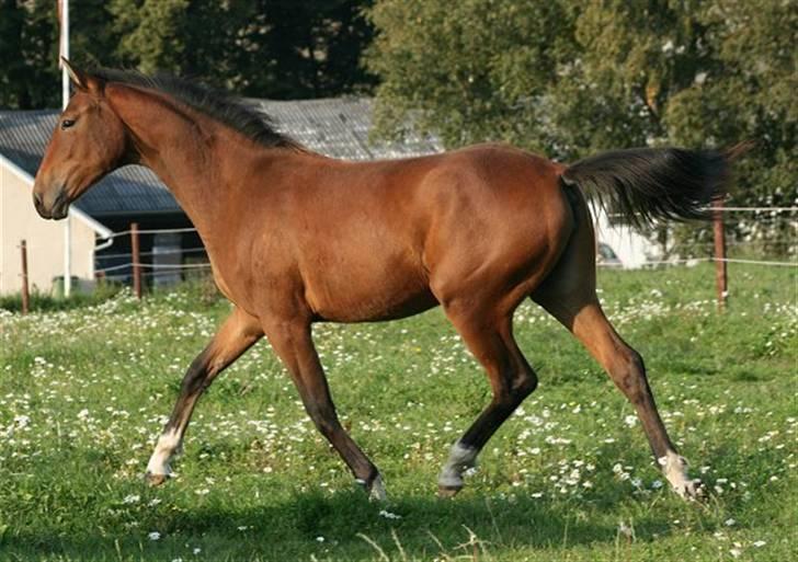 Pinto Sweet Monique -solgt billede 19