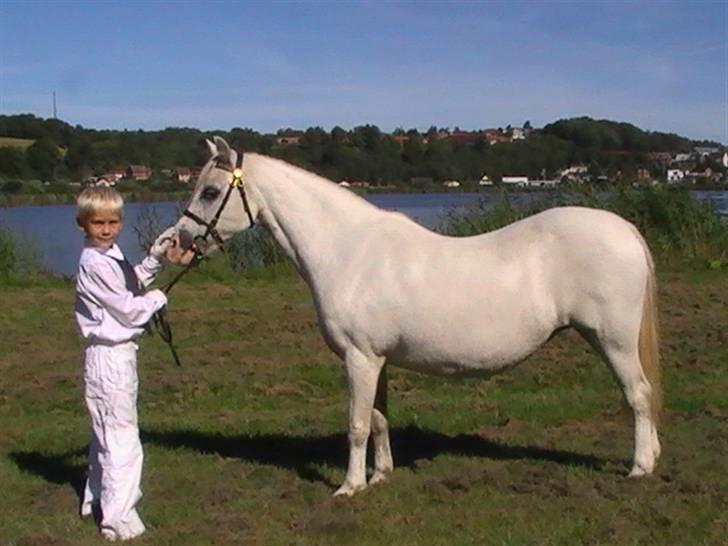 Welsh Mountain (sec A) Bryndansi Miss Mary billede 2