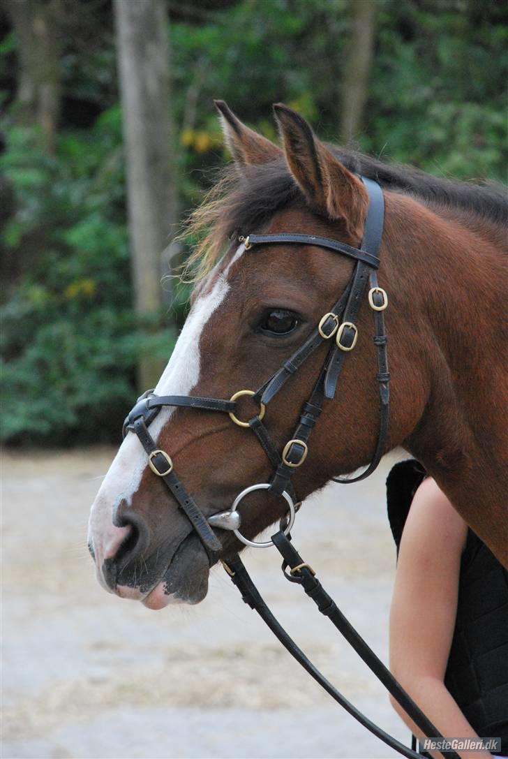 Anden særlig race Diana - Diana billede 9