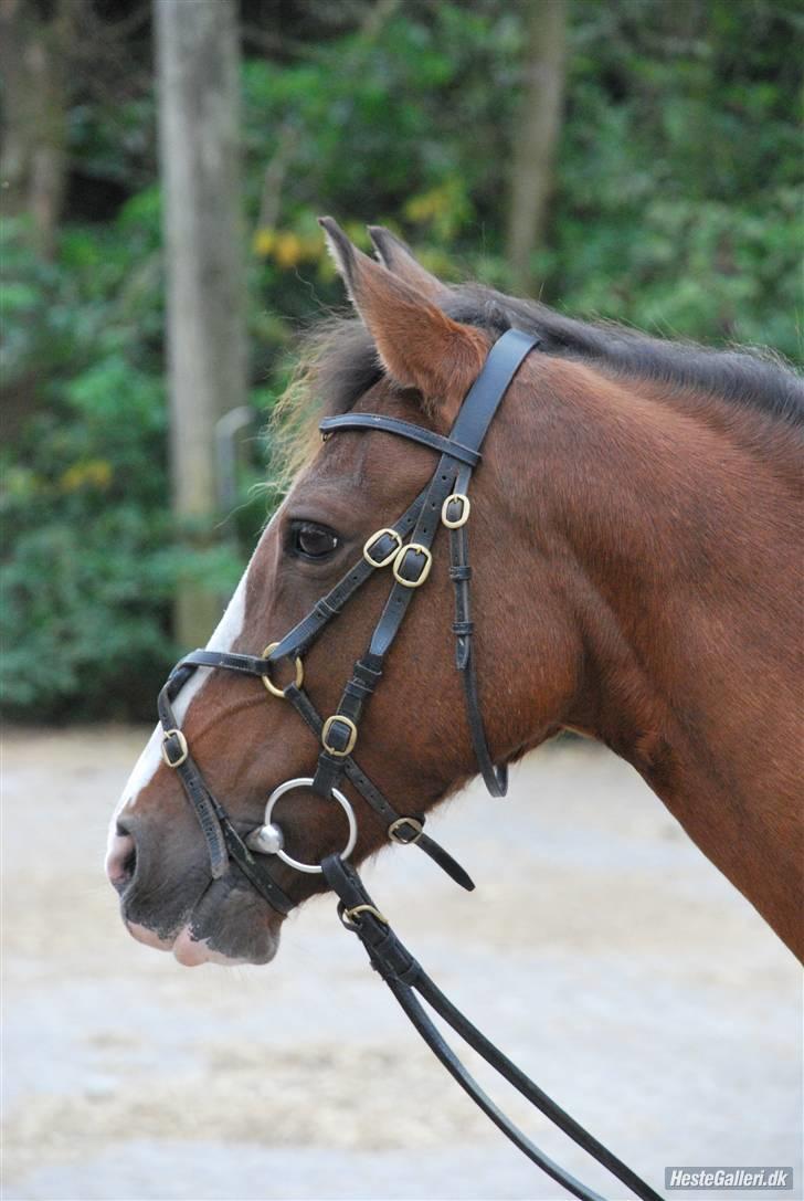 Anden særlig race Diana - Igen billede 10