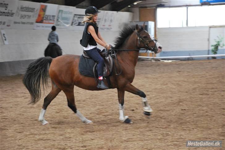 Anden særlig race Diana - I galop  billede 11
