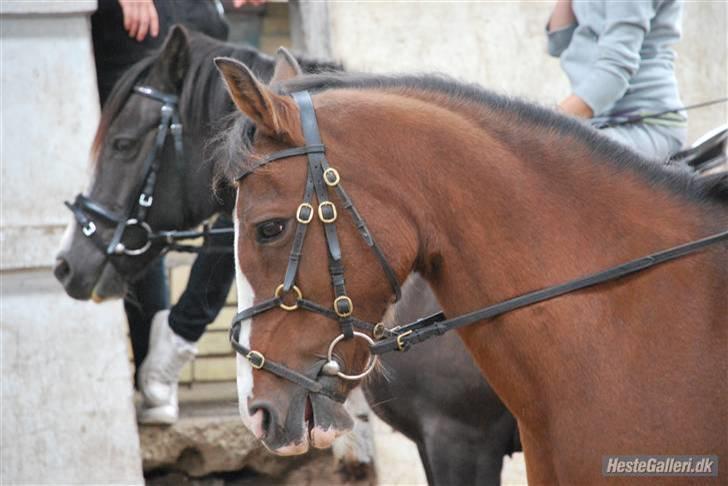 Anden særlig race Diana - Smukke Hyp:D billede 12