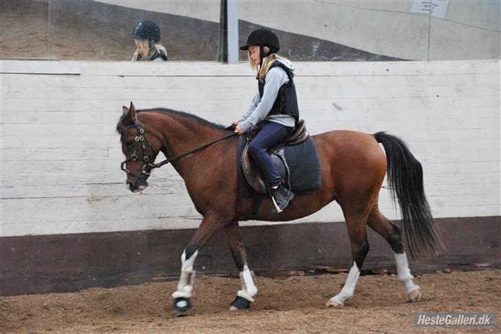 Anden særlig race Diana billede 14