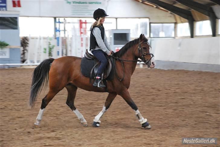 Anden særlig race Diana billede 15