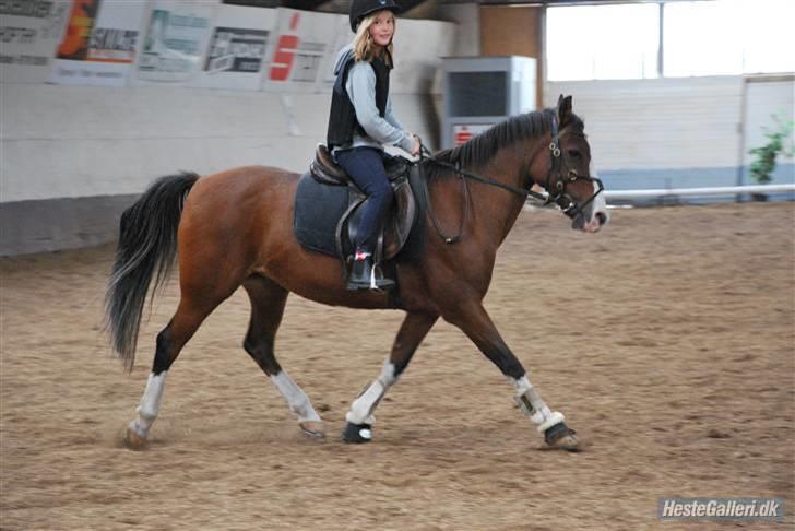 Anden særlig race Diana billede 16