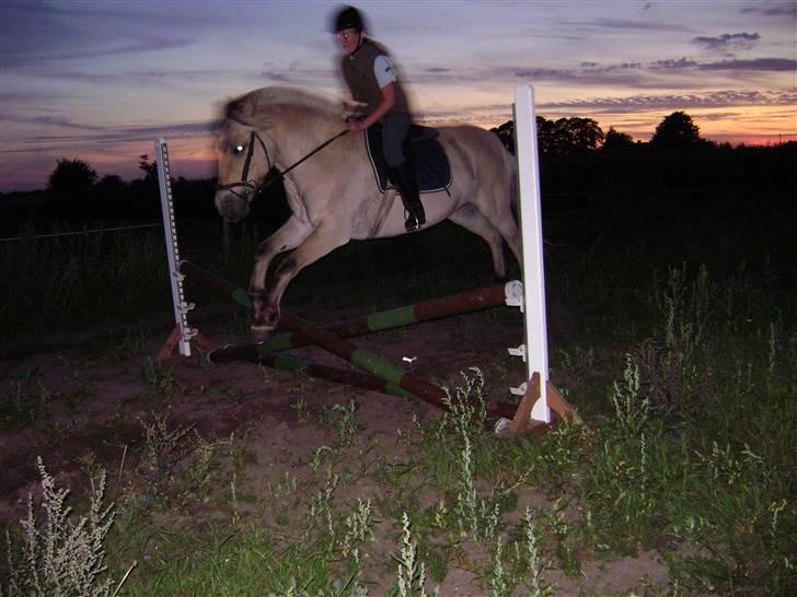 Fjordhest Rasmus    ¤død¤ - Spring. Rasmus elsker at springe billede 11