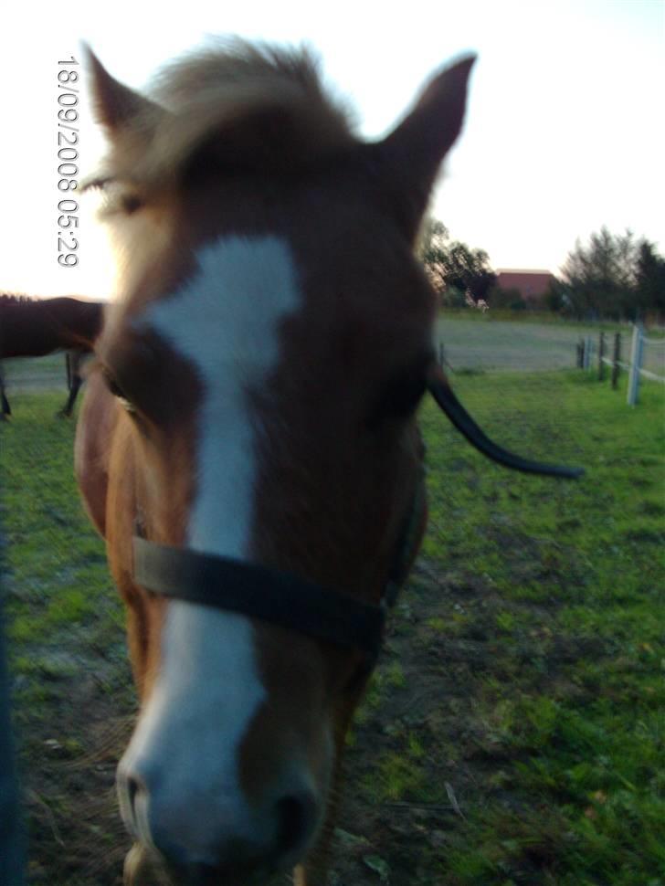 Welsh Mountain (sec A) bellis(solgt) billede 5