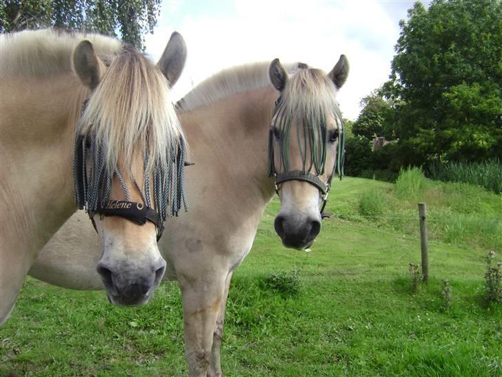 Fjordhest Rasmus    ¤død¤ - Rasmus på fold med ricky. det er rasmus der er forest. billede 12