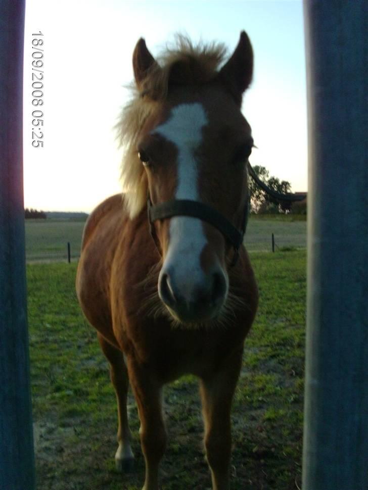 Welsh Mountain (sec A) bellis(solgt) billede 6