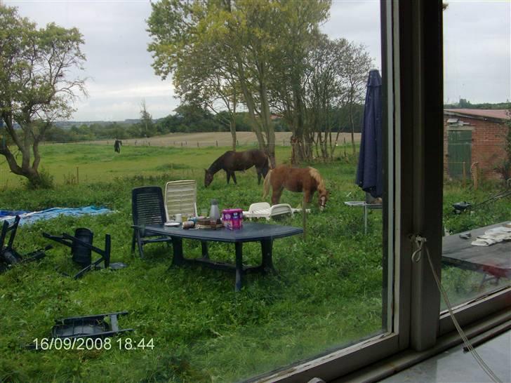 Welsh Mountain (sec A) bellis(solgt) billede 7