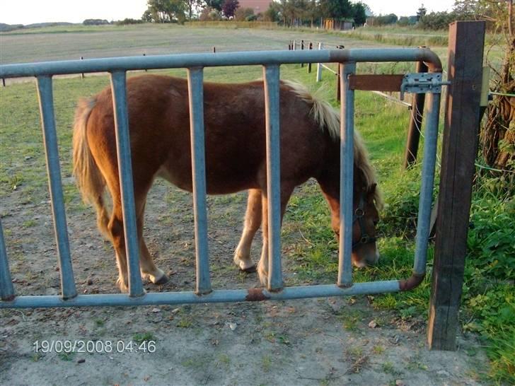 Welsh Mountain (sec A) bellis(solgt) billede 8