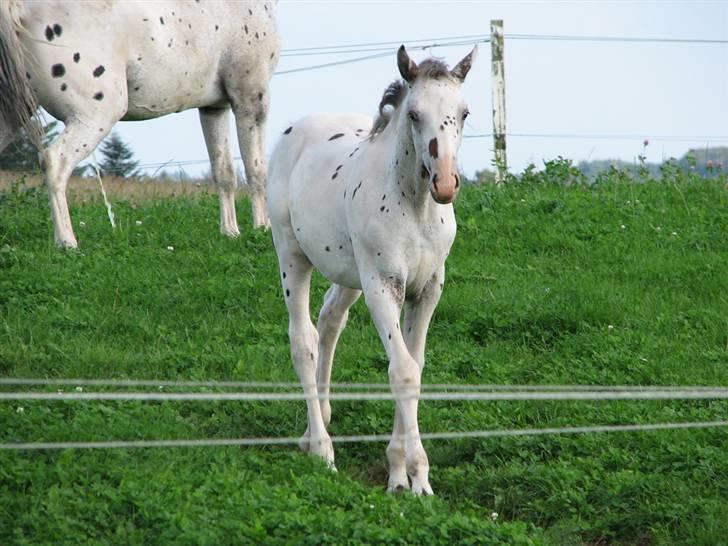 Knabstrupper Calexico af Halkærgaard solgt billede 8