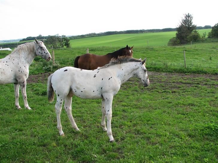 Knabstrupper Calexico af Halkærgaard solgt billede 11