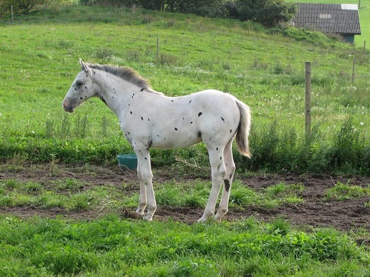 Knabstrupper Calexico af Halkærgaard solgt billede 12